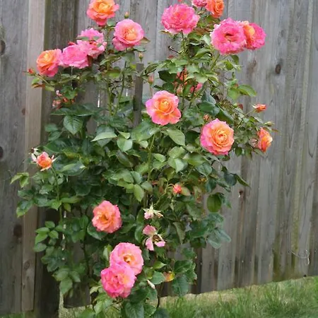 Gutshof Warthe Appartement Warthe (Mecklenburg-Vorpommern)